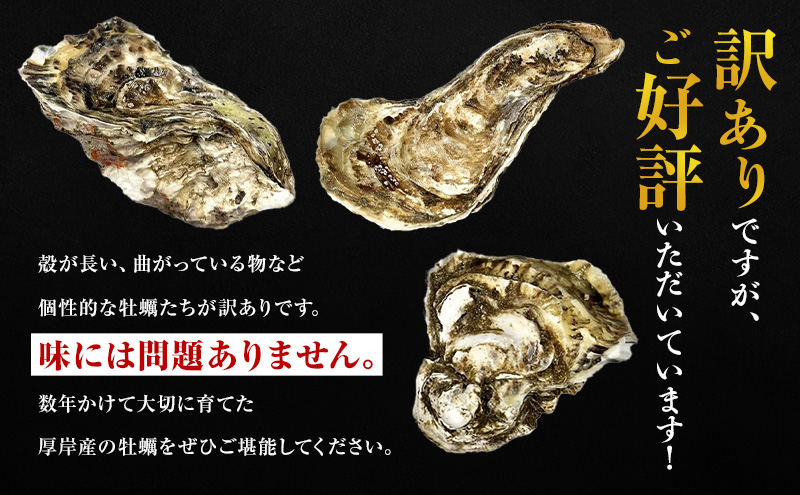 9月配送 訳あり 牡蠣 北海道厚岸産 殻付カキ 約4kg (25から50個) カキナイフ付 生食 生牡蠣 貝付き牡蠣 貝 海鮮 魚介類 殻付き牡蠣 マルえもん