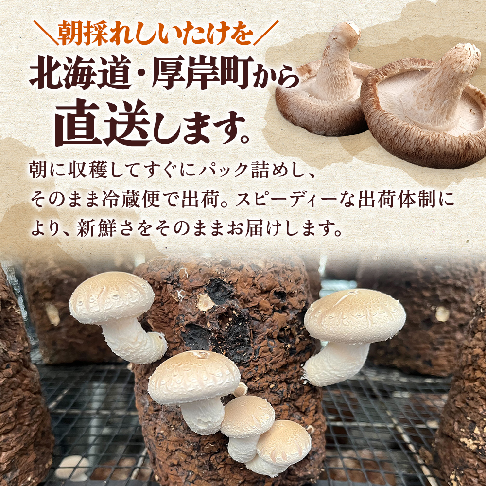 北海道産 厚岸町 上尾幌 菌床栽培 キングしいたけ プリンスしいたけ 各1パック 
