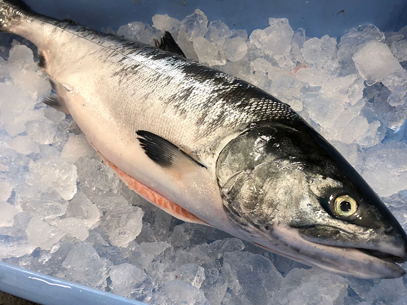 北海道 厚岸産 生時しらず 1本 1.5kg前後 [ 鮭 サケ 時鮭 時サケ 魚 産地直送 ]