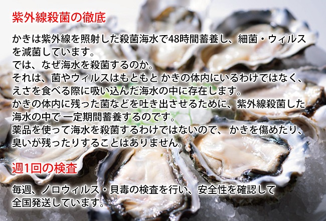 定期便 6ヶ月 北海道 厚岸産 牡蠣 Lサイズ 20個 (各回20個×6ヶ月分,合計120個) 殻付き 生食 カキナイフ付き かき カキ