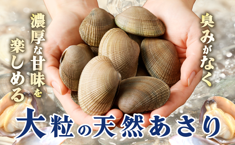 4月～6月発送分《先行予約・期間限定》浜中町産活あさり(500g×3袋セット)_230106-02