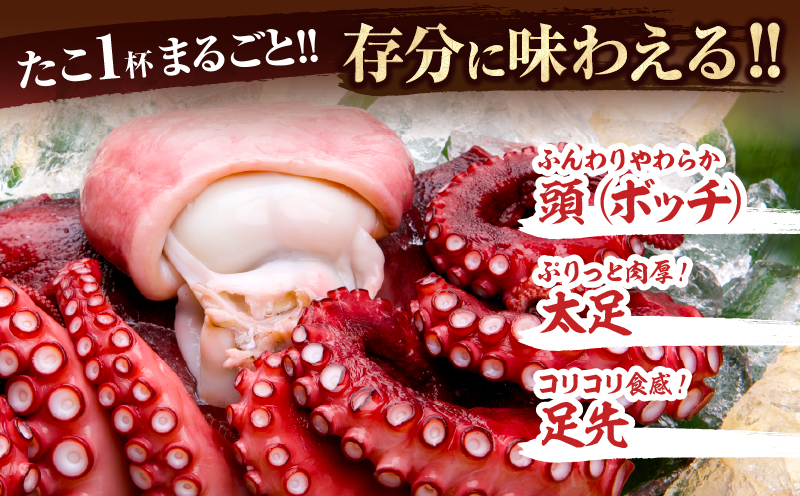 【令和8年2月発送分】浜ゆでたこ「まるたこ」たこ 一匹 一杯 刺身 海産物 魚介類 海鮮 北海道 _H0023-061-R802