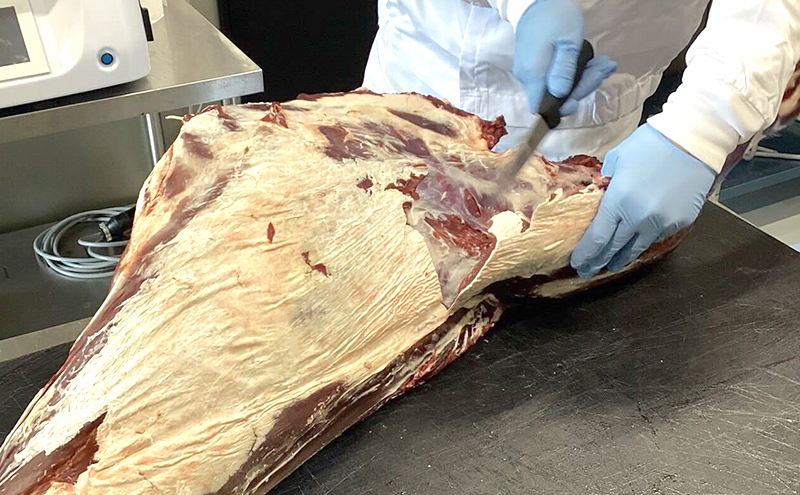 北海道 標茶町産 エゾ 鹿肉 骨付きもも肉 約10kg