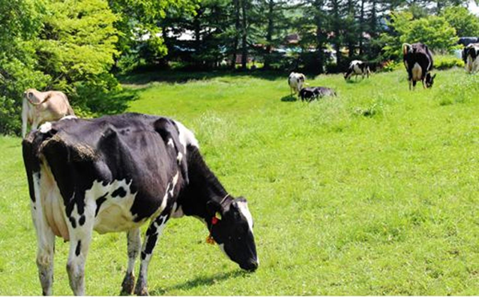 【Japan Cheese Awards 2024金賞受賞】長坂牧場チーズ工房　長期熟成ハードチーズ みのり と こしょう 100g×各3個【 ナチュラルチーズ 乳製品 発酵 熟成 グルメ ギフト お取り寄せ 標茶町 北海道 】