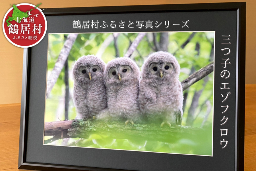 農場カメラマンが撮った鶴居村ふるさと写真シリーズ　【三つ子のエゾフクロウ】 鶴居村 ふるさと納税