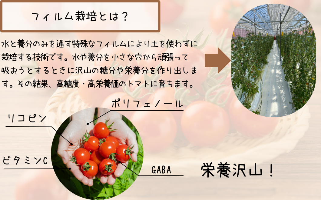 北海道鶴居村 工務店が作った つるいトマト  1ｋｇ【１２月中旬以降順次発送】ミニトマト　