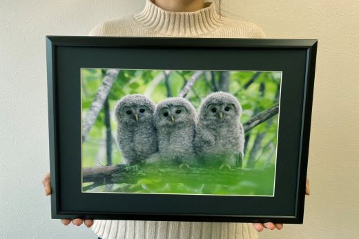 農場カメラマンが撮った鶴居村ふるさと写真シリーズ　【三つ子のエゾフクロウ】