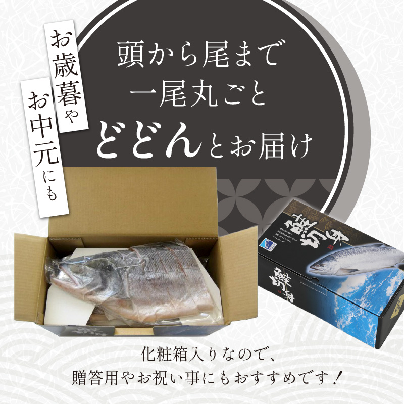 大手百貨店も扱う 新巻鮭姿切身 4分割 1.6kg メス 鮭 さけ シャケ しゃけ sake サーモン 人気 高級 大満足 美味しい 贈答 魚介類 海鮮 真空包装 山漬け ふるさと納税 ふるさとチョイス チョイス 北海道 白糠町