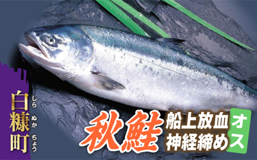 秋鮭 船上放血神経締め（オス）【3.0kg以上4.9kg以下】