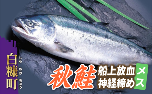 秋鮭 船上放血神経締め（メス）【3.0kg以上4.9kg以下】