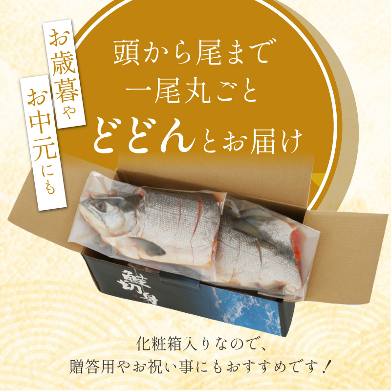 紅鮭 新巻姿切身【4分割 1.4kg】魚 鮭 さけ サケ 切り身 焼鮭 焼き魚 人気 ふるさと 海鮮 海鮮食品 魚介類 魚介 北海道 白糠町