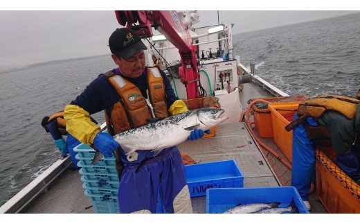 秋鮭 船上放血神経締め（メス）【3.0kg以上4.9kg以下】