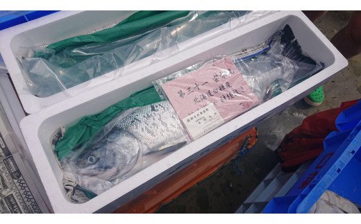 秋鮭 船上放血神経締め（メス）【3.0kg以上4.9kg以下】