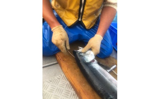 秋鮭 船上放血神経締め（オス）【3.0kg以上4.9kg以下】