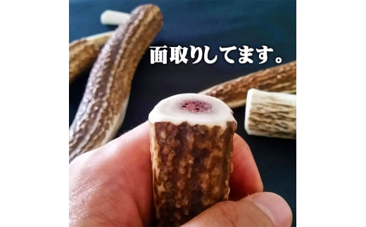 えぞ鹿カット角【約10cm×3本】※トリーツ