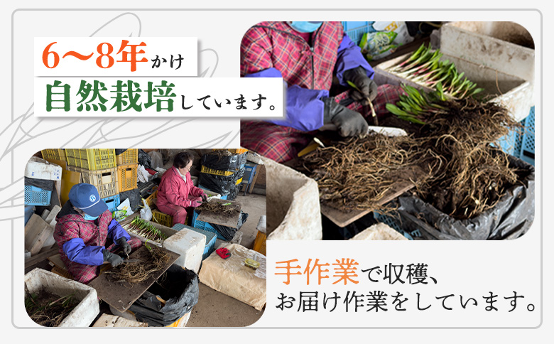 行者にんにくホワイト行者×3袋（茎部）【20012】