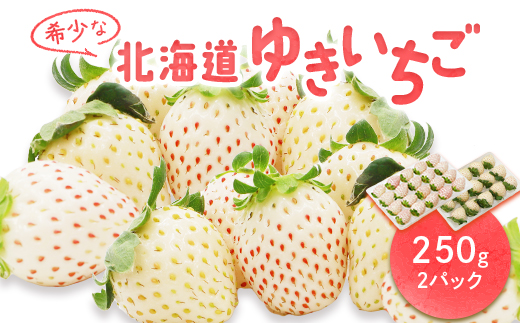 【受注後、随時発送！】【北海道産】ゆきいちご（白いちご） 2Pセット 250g×2 計500g 苺 イチゴ 白いちご 一季成りイチゴ ゆきぼたん パールホワイト 希少 高級 ギフト お取り寄せ ふるさと納税 北海道 中標津【59001】