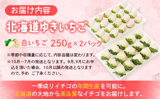 【受注後、随時発送！】【北海道産】ゆきいちご（白いちご） 2Pセット 250g×2 計500g 苺 イチゴ 白いちご 一季成りイチゴ ゆきぼたん パールホワイト 希少 高級 ギフト お取り寄せ ふるさと納税 北海道 中標津【59001】