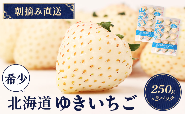 【12月以降、随時発送！】【北海道産】ゆきいちご（白いちご） 2Pセット 250g×2 計500g 苺 イチゴ 白いちご 一季成りイチゴ ゆきぼたん パールホワイト 希少 高級 ギフト お取り寄せ ふるさと納税 北海道 中標津【59001】