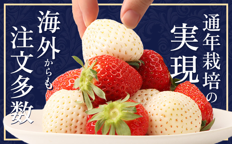 【受注後、随時発送！】【北海道産】ゆきいちご（ゆきぼたん/すず）白×MIX 2Pセット 各250g×2 計500g 苺 白いちご 一季成りイチゴ 希少 ギフト お取り寄せ ふるさと納税 北海道 中標津町【5900201】