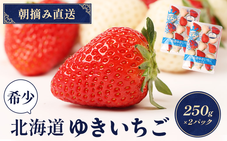 【12月以降、随時発送！】【北海道産】ゆきいちご（ゆきぼたん/すず）赤白MIX×2Pセット 250g×2 計500g 苺 白いちご 一季成りイチゴ 希少 ギフト お取り寄せ ふるさと納税 北海道 中標津【5900301】
