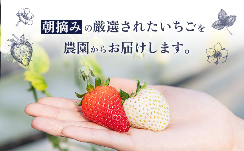 【受注後、随時発送！】【北海道産】ゆきいちご（ゆきぼたん/すず）赤白MIX×2Pセット 250g×2 計500g 苺 白いちご 一季成りイチゴ 希少 ギフト お取り寄せ ふるさと納税 北海道 中標津【5900301】