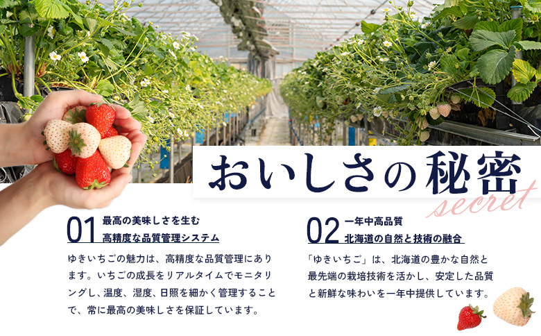 【受注後、随時発送！】【北海道産】ゆきいちご（ゆきぼたん/すず）赤白MIX×2Pセット 250g×2 計500g 苺 白いちご 一季成りイチゴ 希少 ギフト お取り寄せ ふるさと納税 北海道 中標津【5900301】