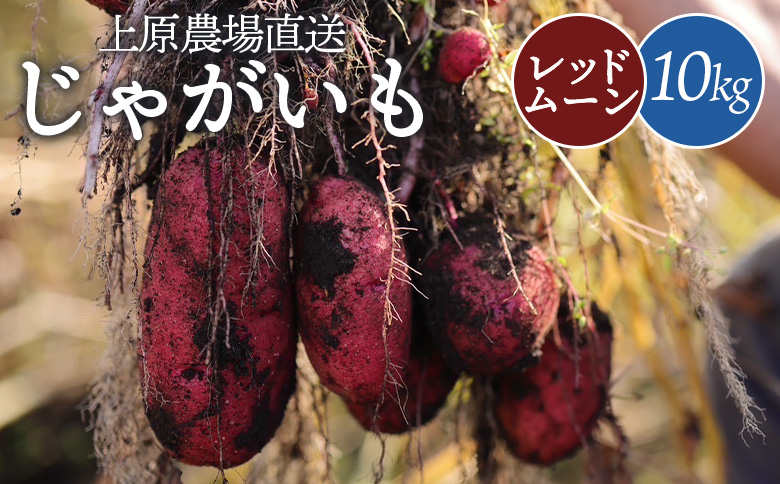 じゃがいも レッドムーン 10kg いも おいも 芋 イモ ジャガイモ ポテト 赤い皮 オンライン 申請 ふるさと納税 北海道 中標津 野菜 根菜 産地直送 新鮮 採れたて 煮込み料理 ポテトサラダ フライドポテト 10キロ【66005】