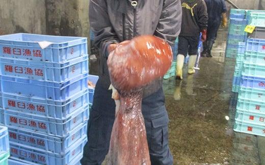 こんなでっかいタコみたことない(ボイル足1本) 北海道 海産物 魚介類 魚介 生産者 支援 応援