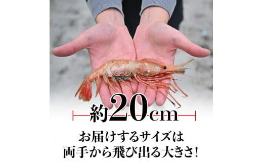 北海道産 知床羅臼産ボタンエビ 大サイズ1.2kg（300g×4パック） ぼたんえび ぼたん海老 魚介類 北海道 魚介 海産物 冷凍 刺身 海鮮丼 生産者 支援 応援