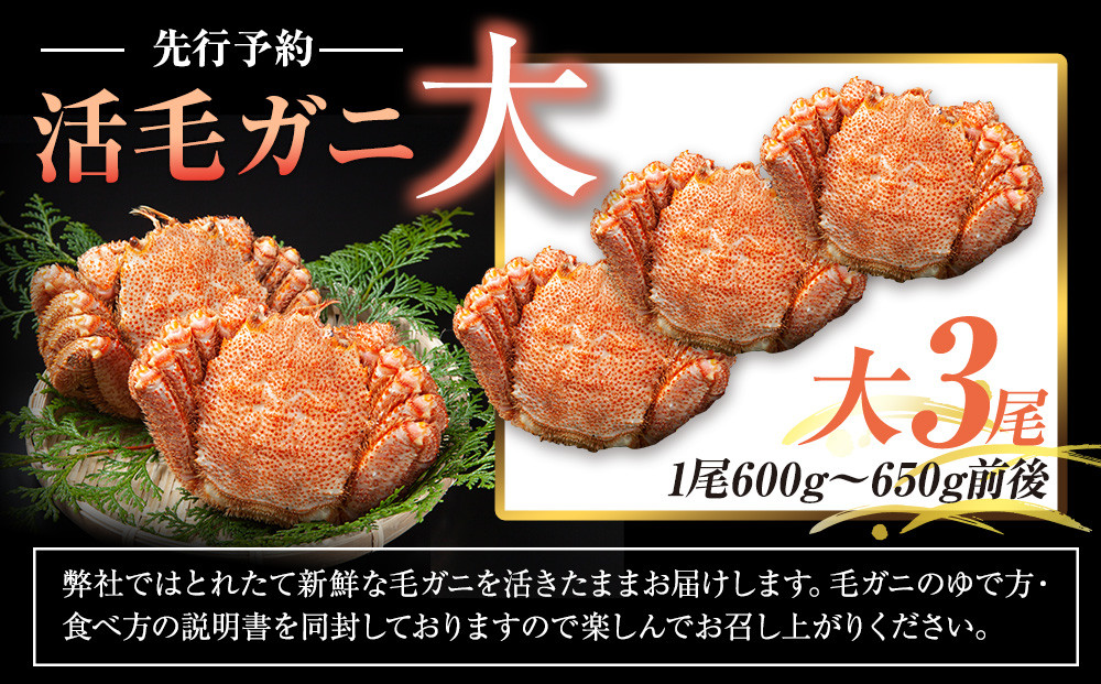 ãå
è¡äºçŽ/2026幎4æçºééå§ã掻æ¯ã¬ãã倧ïŒå°ŸïŒ600gïœ650gååŸïŒ