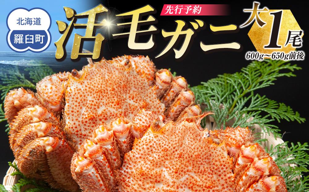 【先行予約/2026年4月発送開始】活毛ガニ　大１尾（600g～650g前後）