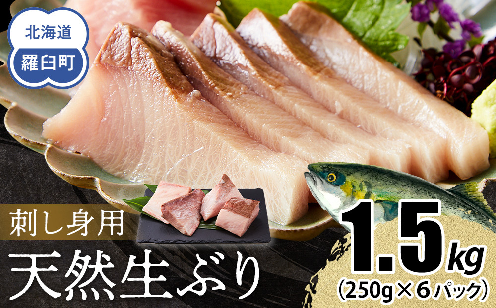 【2025年11月発送】北海道 知床羅臼産 天然ぶり刺身 1.5kg (250g×6パック) 魚 海産物 魚介 魚介類 ブリ 鰤 刺身 ご飯のお供 冷凍 生産者 支援 応援