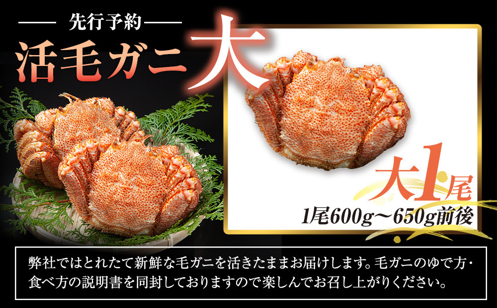 ãå
è¡äºçŽ/2026幎4æçºééå§ã掻æ¯ã¬ãã倧ïŒå°ŸïŒ600gïœ650gååŸïŒ