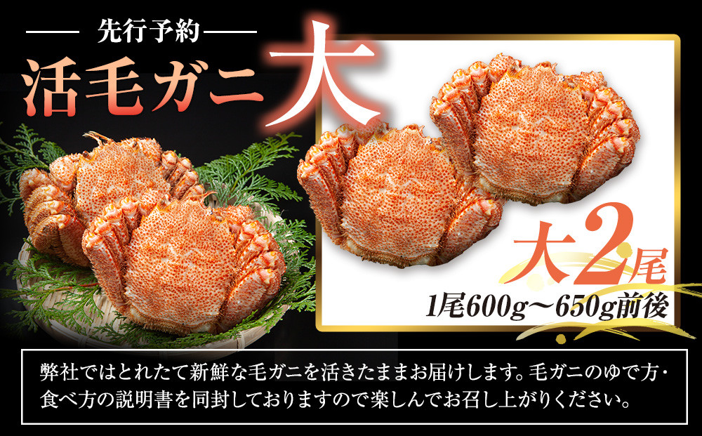 ãå
è¡äºçŽ/2026幎4æçºééå§ã掻æ¯ã¬ãã倧ïŒå°ŸïŒ600gïœ650gååŸïŒ