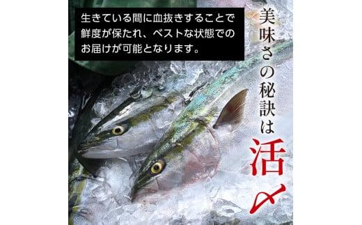 北海道 知床羅臼産 天然ぶり刺身 1kg (250g×4パック) 魚 海産物 魚介 魚介類 ブリ 鰤 刺身 ご飯のお供 冷凍 生産者 支援 応援