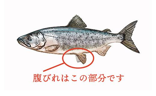 北海道産 秋鮭 【訳あり】 腹ビレ(ハラス) 2kg 生産者 支援 応援