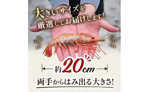 北海道産 知床羅臼産ボタンエビ 大サイズ600g（300g×2パック） ぼたんえび ぼたん海老 魚介類 北海道 魚介 海産物 冷凍 刺身 海鮮丼 生産者 支援 応援