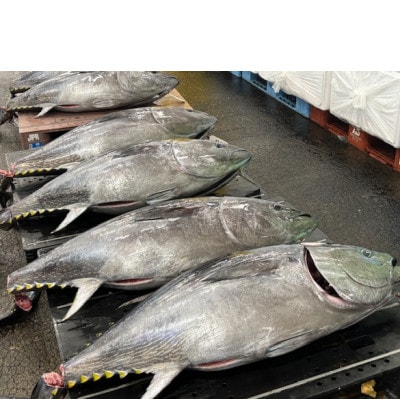 【市場直送!】青森産天然本マグロ　大トロ・中トロ・たたき3種セット【配送不可地域：離島】【1657210】