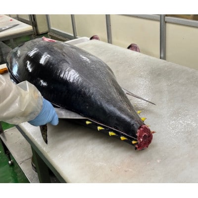 【市場直送!】青森産　天然本マグロ　切り落とし まぐろ(赤身・中トロ・大トロ入り)　250g×2P【配送不可地域：離島】【1657204】