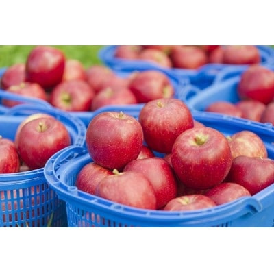 ã¿ã ã©ã·ãŒãã« SEC&BRUTã®ããã»ããã1668705ã