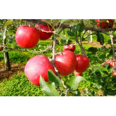 りんごジュース　250g×12本【1687275】