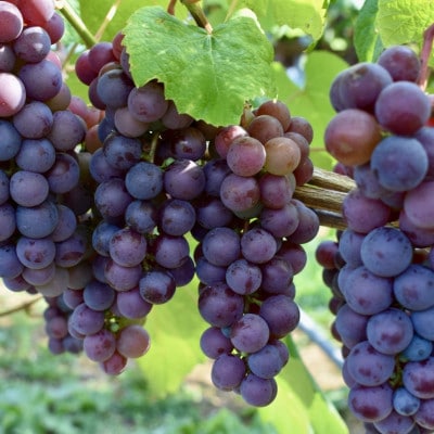 PURE & ZERO ç¡æ·»å ã¹ãã¥ãŒãã³ãžã¥ãŒã¹ãã¹ãã¬ãŒã&ã¢ãŒã«ã°ã¬ã€MIXãå1æ¬ã1691211ã