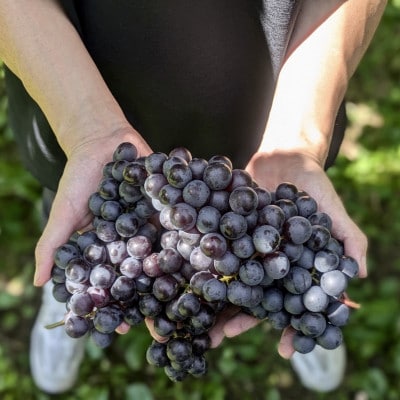 PURE & ZERO ç¡æ·»å ã¹ãã¥ãŒãã³ãžã¥ãŒã¹ãã¹ãã¬ãŒã&ã¢ãŒã«ã°ã¬ã€MIXãå1æ¬ã1691211ã