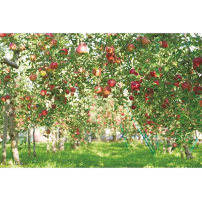 タムラシードルSWEET&DRY2本セット　TM-SD【1658986】