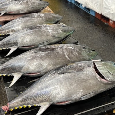 【市場直送!】青森産天然本マグロ 中トロ まぐろ (1柵/約200g)【配送不可地域：離島】【1696593】