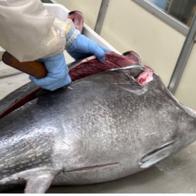 【市場直送!】青森産天然本マグロ　大トロ・中トロ・たたき3種セット【配送不可地域：離島】【1657210】