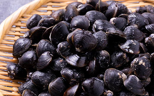 【市場直送!】青森十三湖産　冷凍砂抜き済み　中粒しじみ貝(8P)【配送不可地域：離島】【1657207】