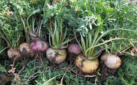 薬膳酒用乾燥マカ 25g入【1671235】