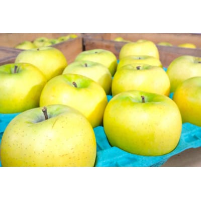 【2026年2月〜3月発送予定】平均糖度13度以上! シナノゴールド 約10kg 訳あり【配送不可地域：離島・沖縄県】【1694686】